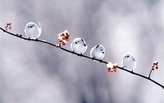Short Bird Wallpaper Photo And All
