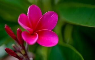 Beautiful Flowers Wallpaper HD Best