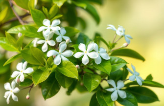 Name Jasmine Wallpaper