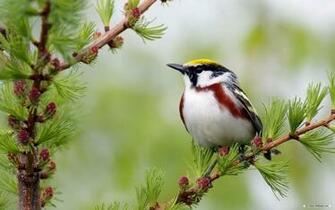 Wallpaper Animal Spring Flowers And Birds