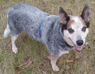 Blue Heeler Wallpaper And Background Image Id