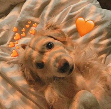 Puppy Wallpaper Cute