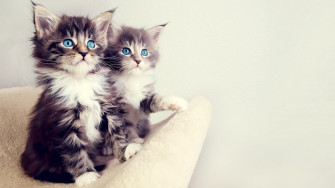 Cute Kitten Desktop Wallpaper