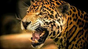Lions And Tigers HD Wallpaper