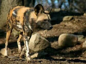 African Wild Dog Wallpaper Animals Town