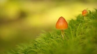 Fungi Plant Macro Wallpaper Full HD High Resolution