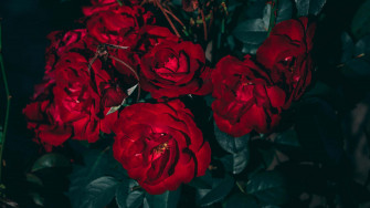 Red Flower Aesthetic Wallpaper