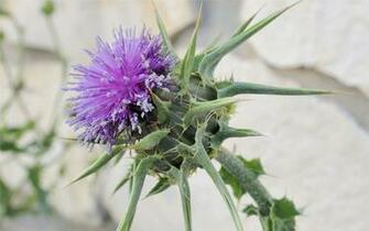 Spear Thistle Wallpaper