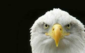 Bald Eagle HD Wallpaper American Pictures
