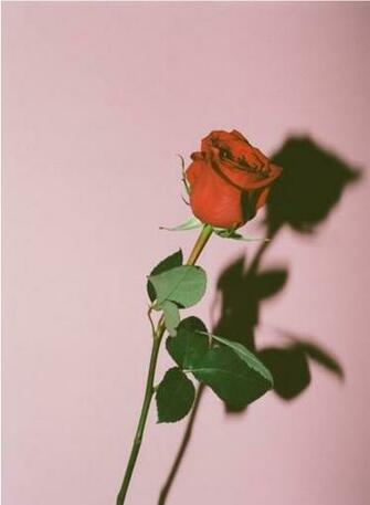 Kaycie Rees On Photography Aesthetic Wallpaper iPhone