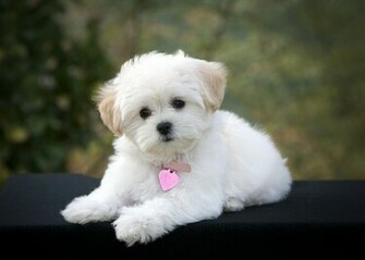 White Dog Breeds HD Wallpaper Animals