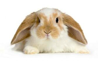 Cute Baby Rabbits HD Wallpaper In Animals Imageci