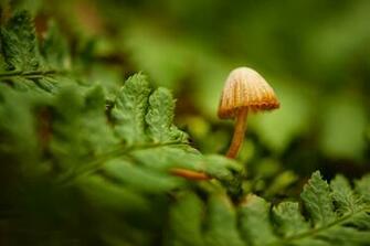 Mushroom Computer Wallpaper Desktop Background