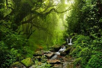 Happy International Day Of Forests Mnn Mother Nature Network