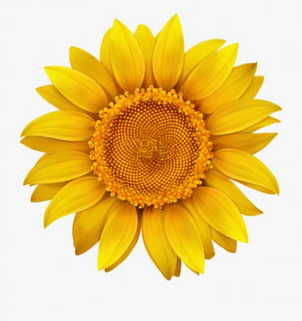 Sunflower Transparent Hi Res Background