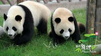 Giant Panda Wallpaper