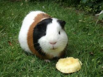 Guinea Pig Breeds HD Wallpaper Animals