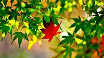 Autumn Leaves Nature Trees Branch Ultra HD