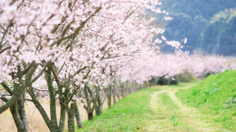 Country Road Wallpaper