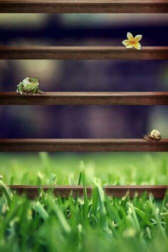 Garden Shelf iPhone Wallpaper HD