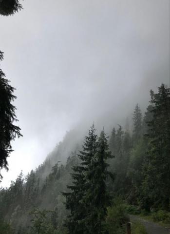 Calm Forest Foggy Rain Trees Nature Aesthetic Dark Green