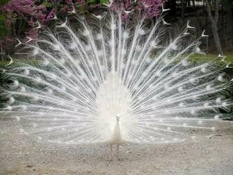 Wild Animals Image White Peacock HD Wallpaper And
