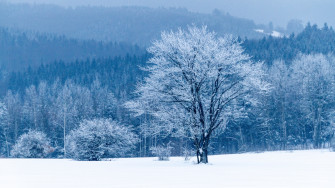 Wallpaper 4k Tree Snow Winter Forest