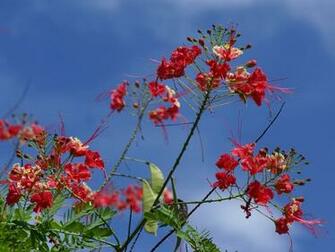 Tropical Flower Wallpaper