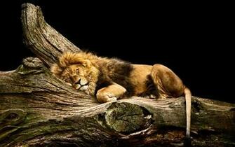 Sleeping Lion HD Wallpaper Background Image Id