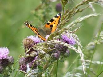 Butterfly On Thistle Wallpaper