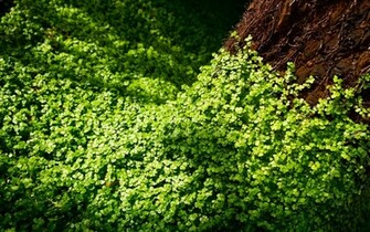 Clovers Wallpaper