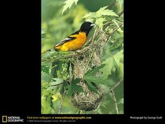Baltimore Oriole Picture Desktop Wallpaper