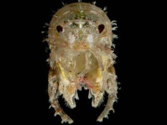 Isopod Colouring S