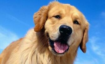 Awesome Beautiful Dogs HD Wallpaper Wallpaper55