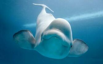 Beluga Whale