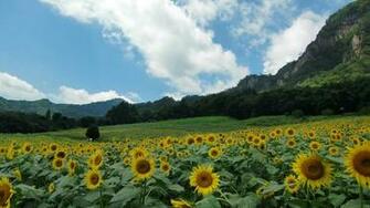 Field Of Sunflowers Wallpaper Hq Desktop