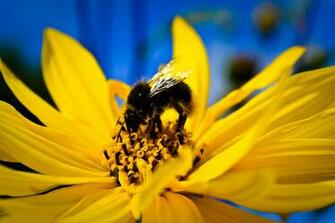Summer Bee Computer Wallpaper Desktop Background Id