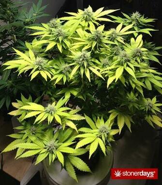 Wallpaper Marijuana