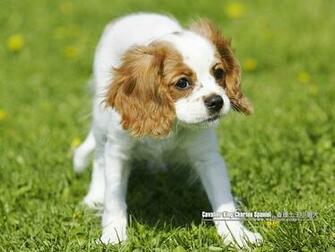 Cavalier King Charles Spaniel Wallpaper