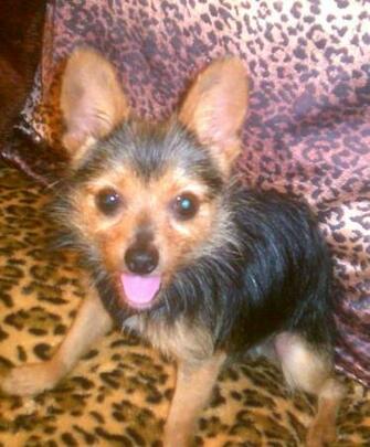 Chorkie Vip Rescue