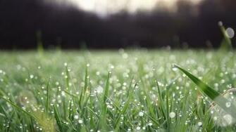 Mystery Wallpaper Morning Dew