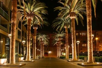 File San Jose California Palm Tree Jpg