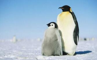Simple And Honest To Stay Meng Of The Penguins HD Desktop