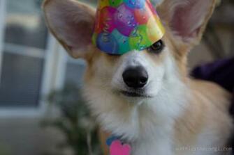 Dog Hat Animals Party Puppy BirtHDay Corgi Hats Waffles Wearing