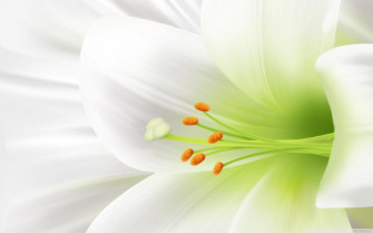 Beautiful Lily Flower Wallpaper
