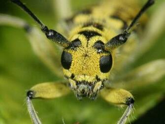 Insect Wallpaper