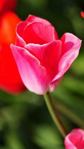 HD Flowers Wallpaper For Android Mobile Full Screen Beautiful