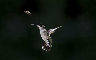 Hummingbird Computer Wallpaper Desktop Background Id