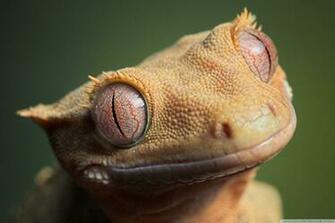 Crested Gecko HD Wallpaper Background Image