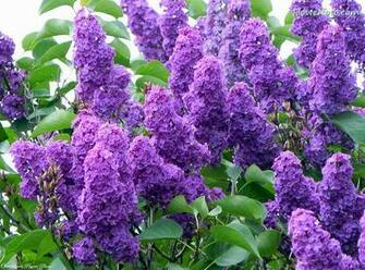 Lilac Flower Garden Wallpaper Flowers